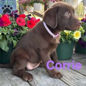 Corrie, Chocolate Labrador Retriever Puppy